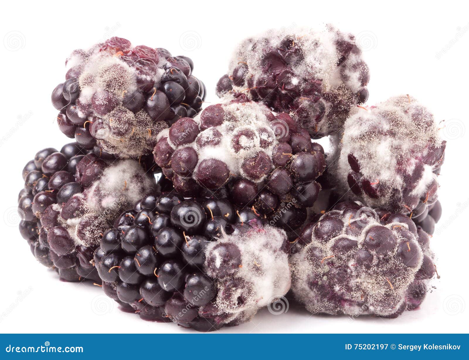 Blackberry Tainted with Mold Isolated on White Background Stock Image