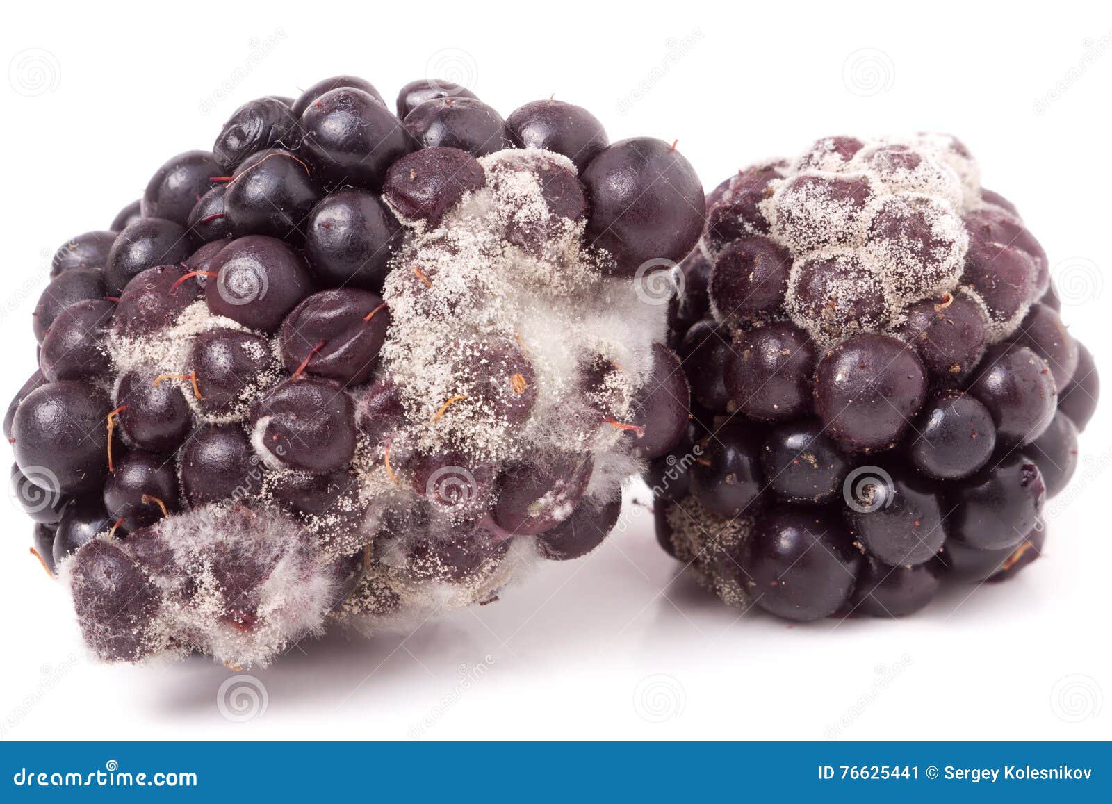 Blackberry Tainted With Mold Isolated On White Background Stock Image