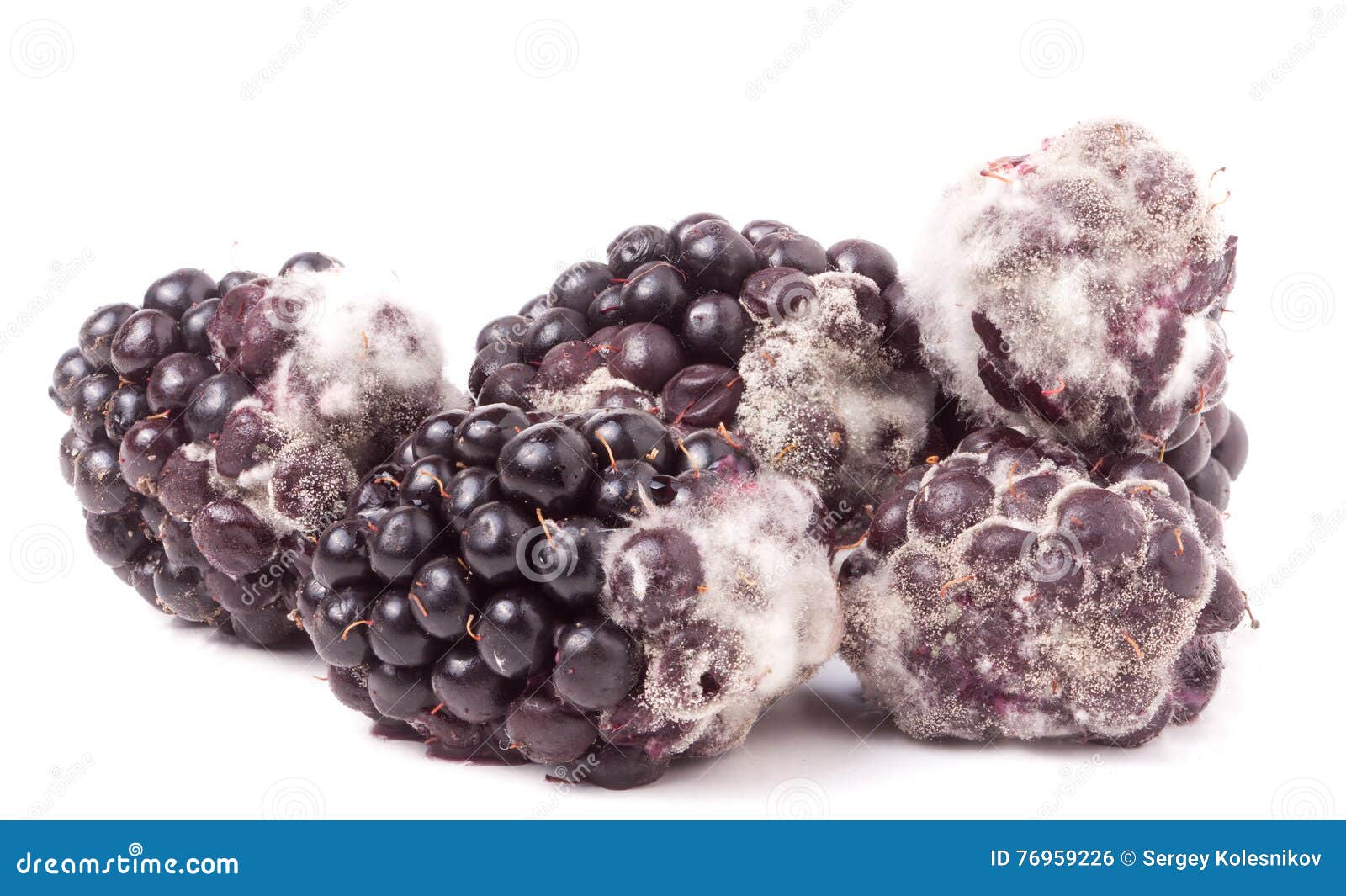 Blackberry Tainted With Mold Isolated On White Background Stock Photo
