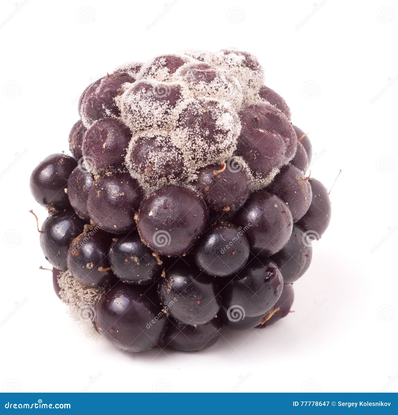 Blackberry Tainted with Mold Isolated on White Background Stock Image