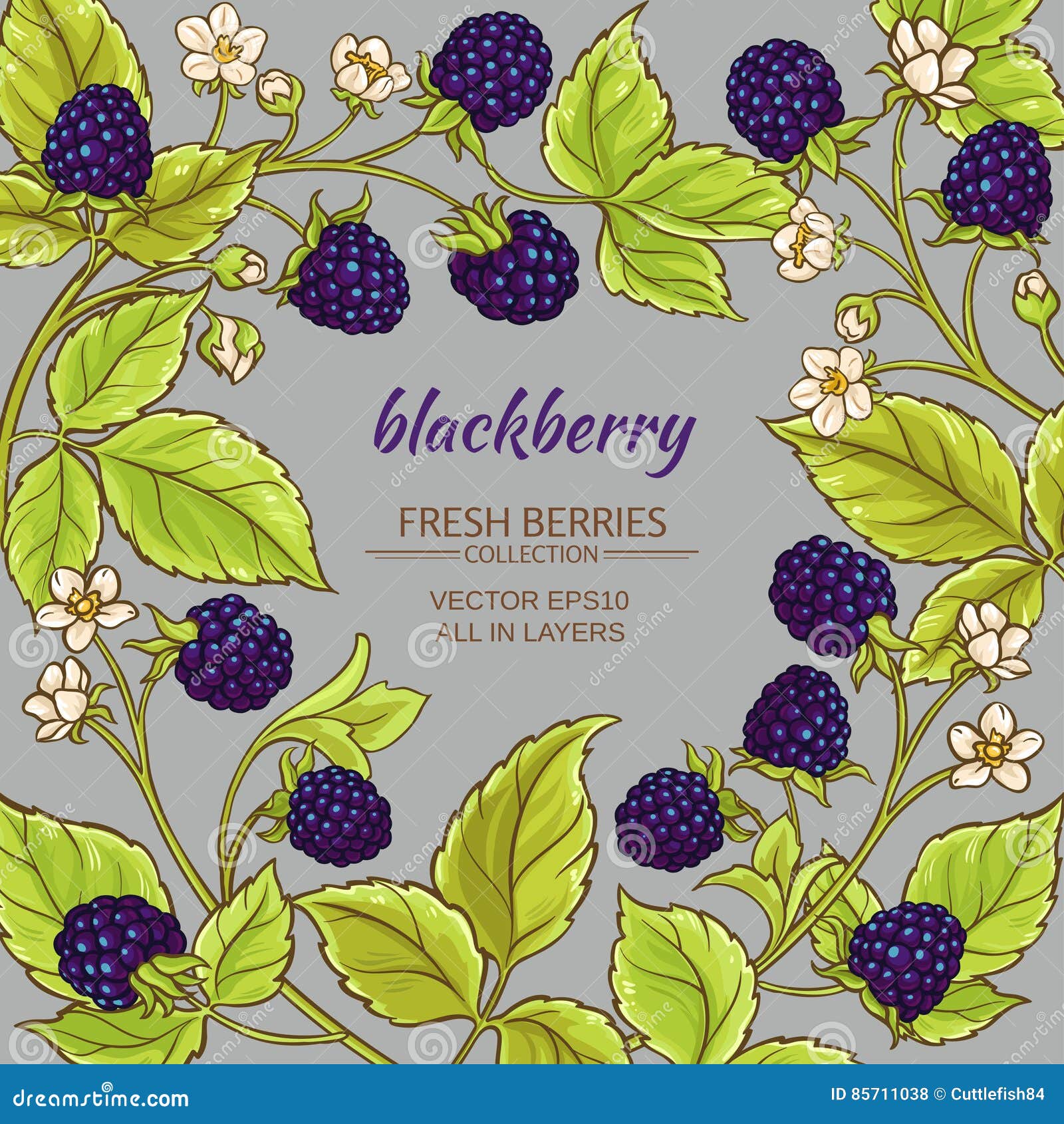 Blackberry vector frame stock vector. Illustration of dessert - 85711038