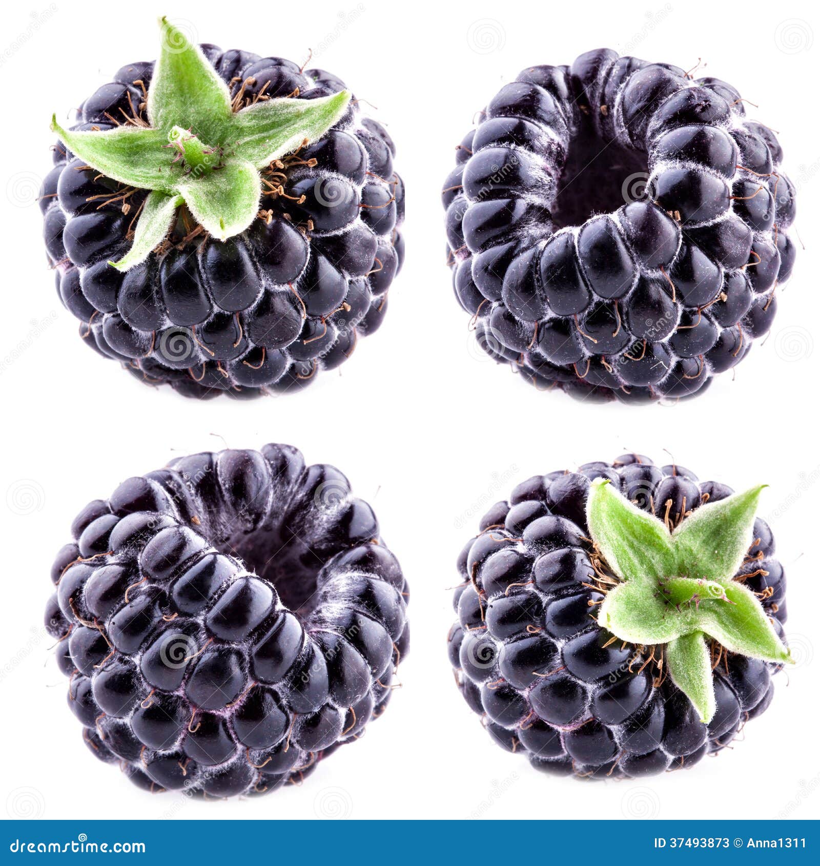 Blackberry on White Background. Collection Stock Image Image of