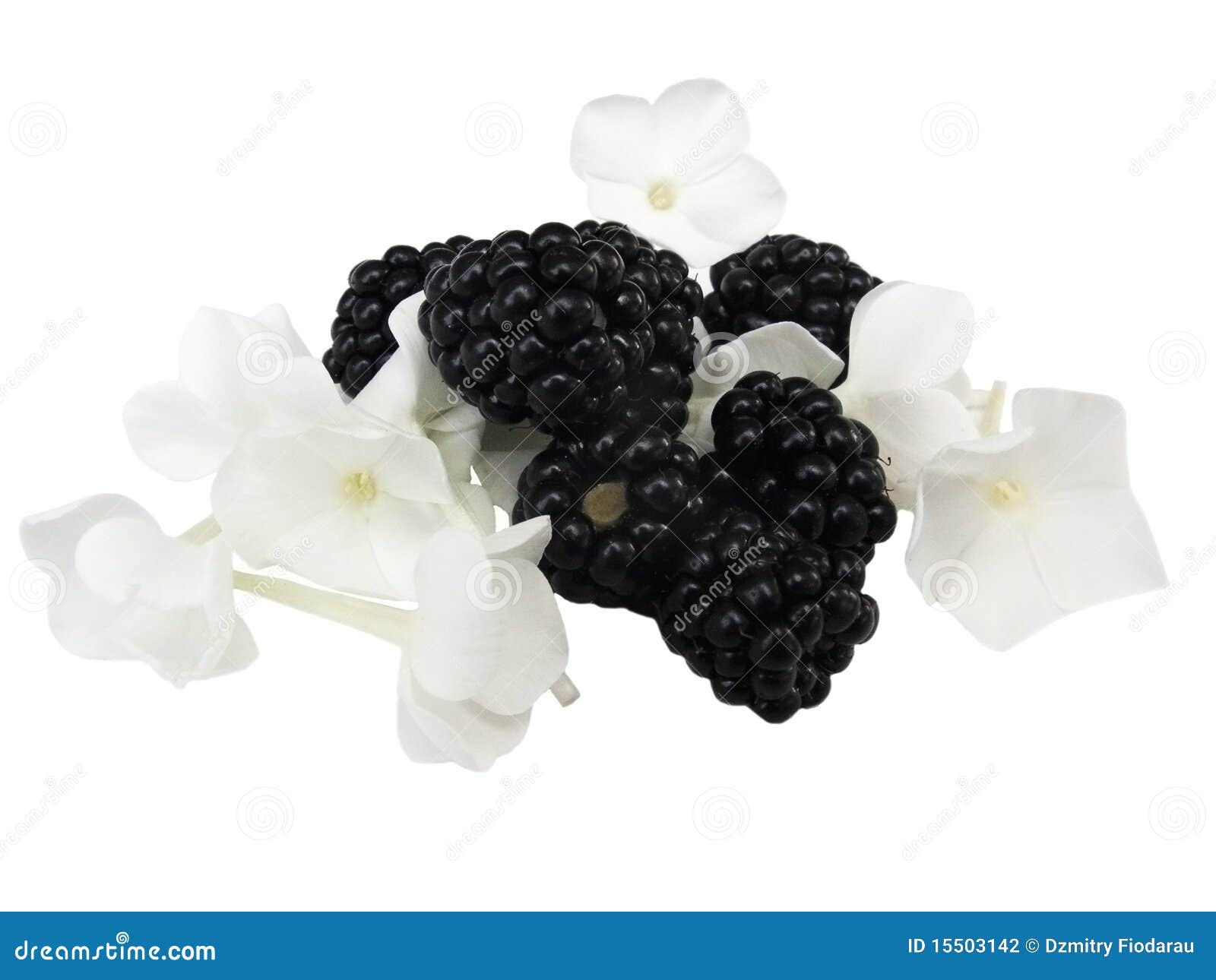 Blackberry with White Flower Stock Photo Image of summer, outdoor