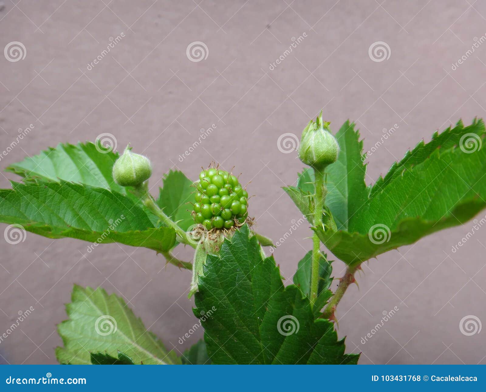 flower bud and fruit unripe - blackberry