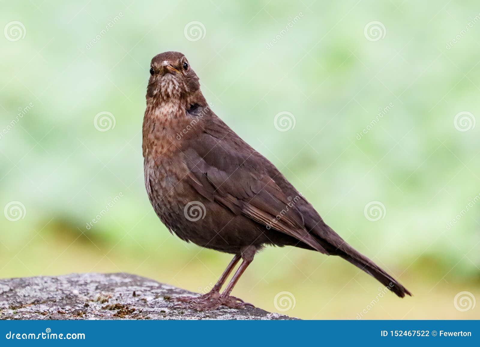 brown songbird brown songbird