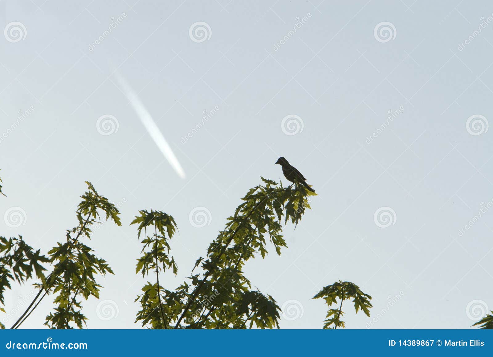 blackbird and jet vapor