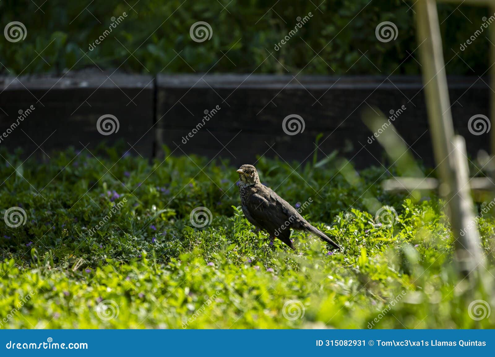 the blackbird is omnivorous and consumes a wide variety of insects, worms and fruits