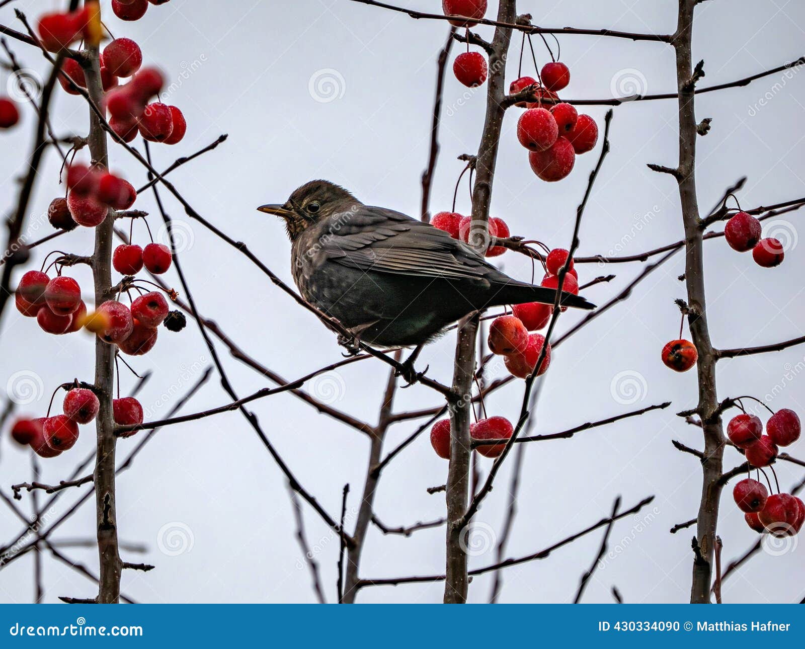Blackbird in an Ornamental Apple Tree Stock Photo - Image of blackbird,  bird: 430334090