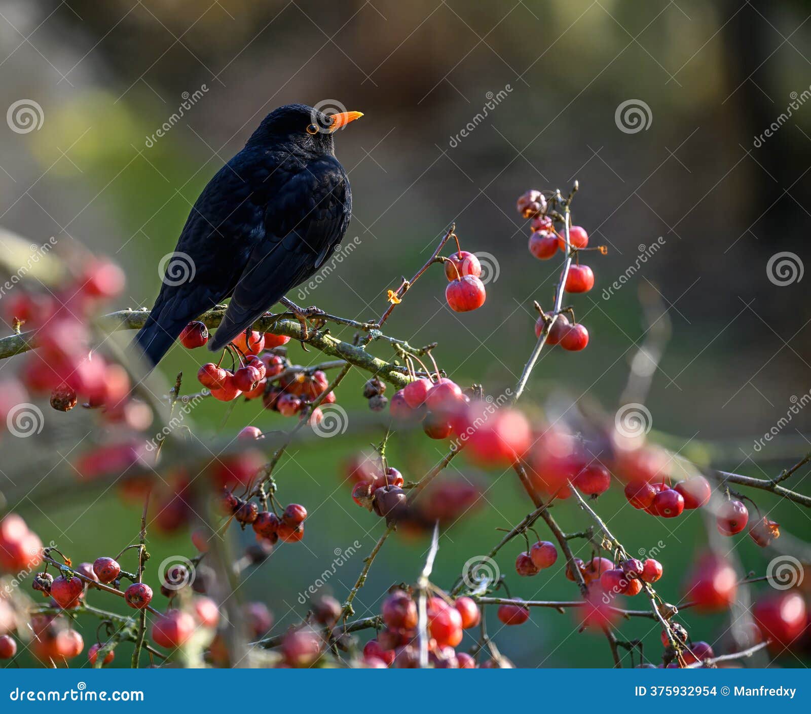 Blackbird Sitting in an Apple Tree Stock Photo - Image of beak, apple:  375932954