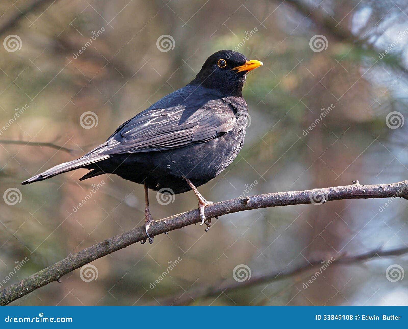 beautiful blackbird beautiful blackbird