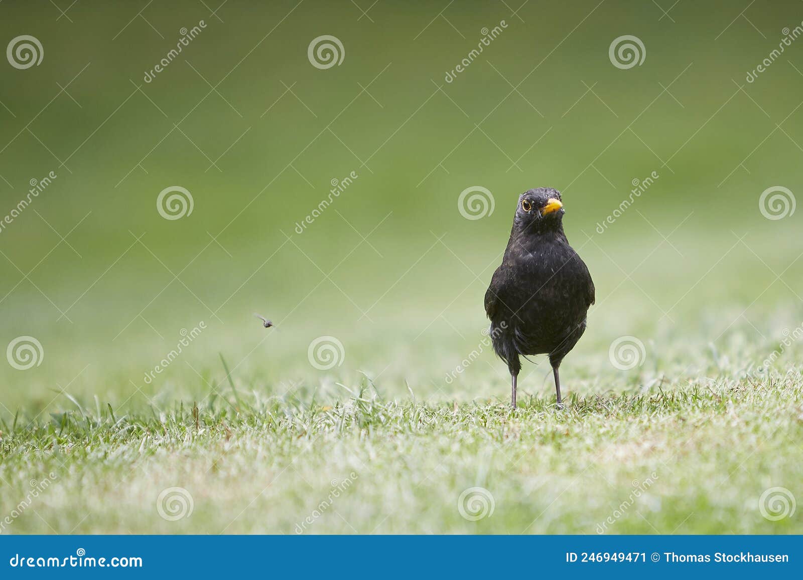 blackbird standing in green grass, turdidae