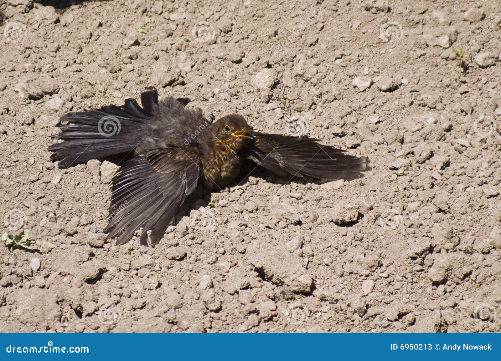 Blackbird sunbathe stock image. Image of bottom, heat 6950213