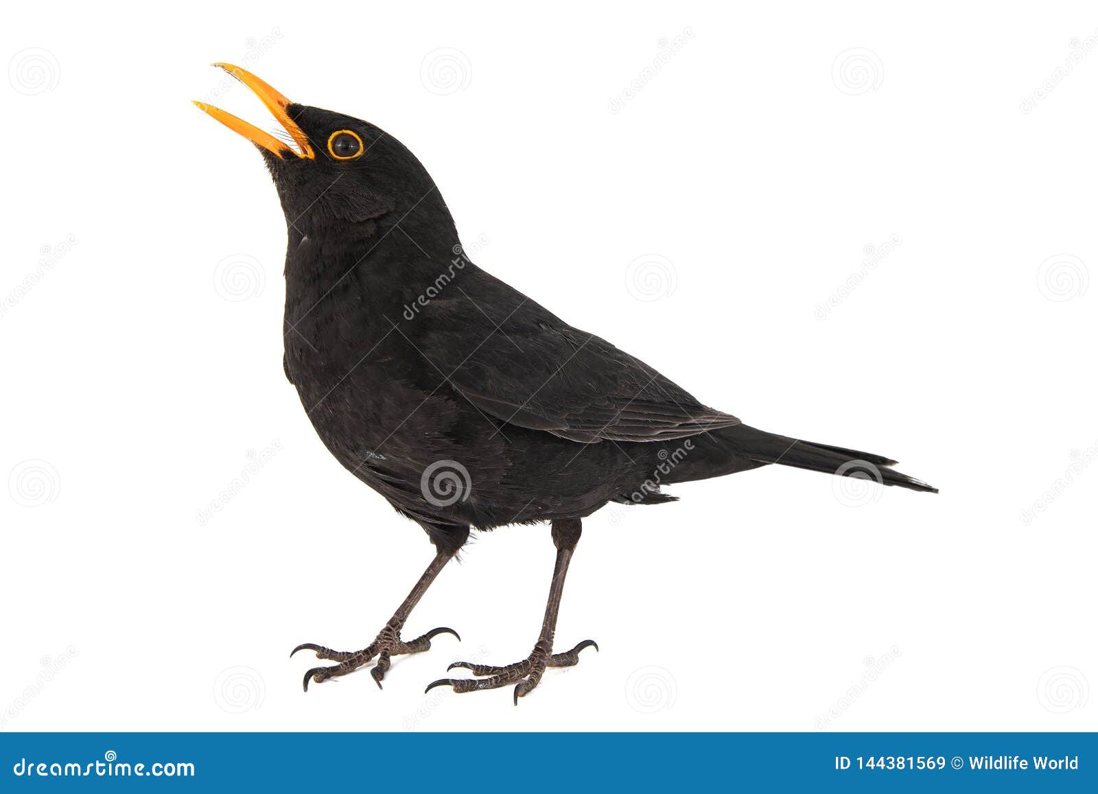 blackbird, turdus merula,  on white background