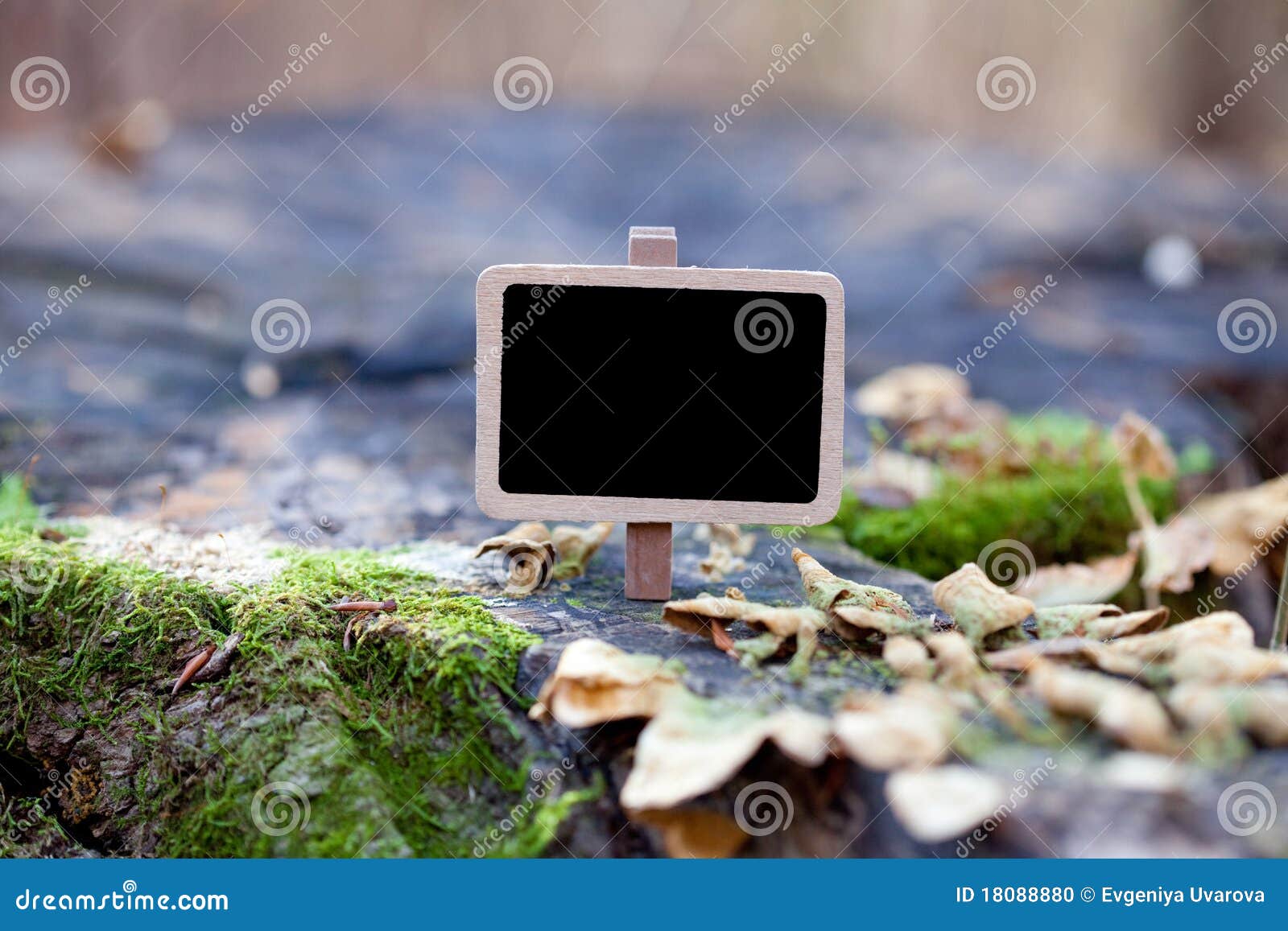 Blackboard Attached To Tree Branch in the Forest Stock Photo Image of