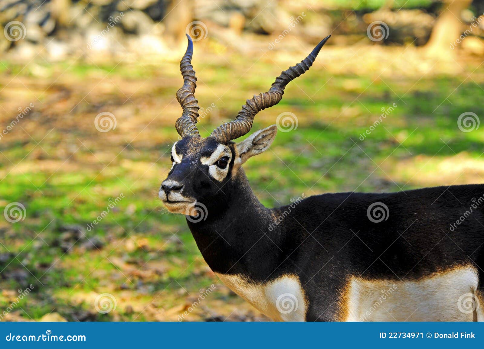 Blackbuck stock image. Image of antilope, wildlife, closeup 22734971