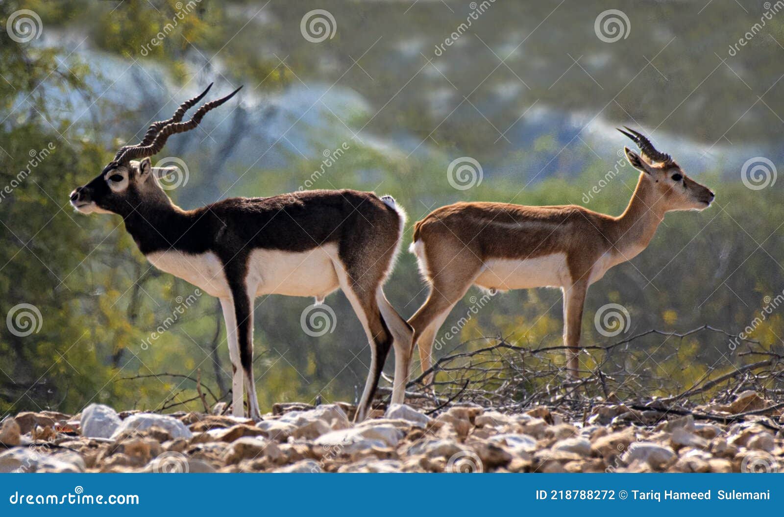 The Blackbuck Aka Antilope Cervicapra is Animal of Desert Areas of Pakistan Stock Photo - Image of fron, iran: 218788272 The Blackbuck Aka Antilope Cervicapra is Animal of Desert Areas of Pakistan Stock Photo - Image of fron, iran: 218788272