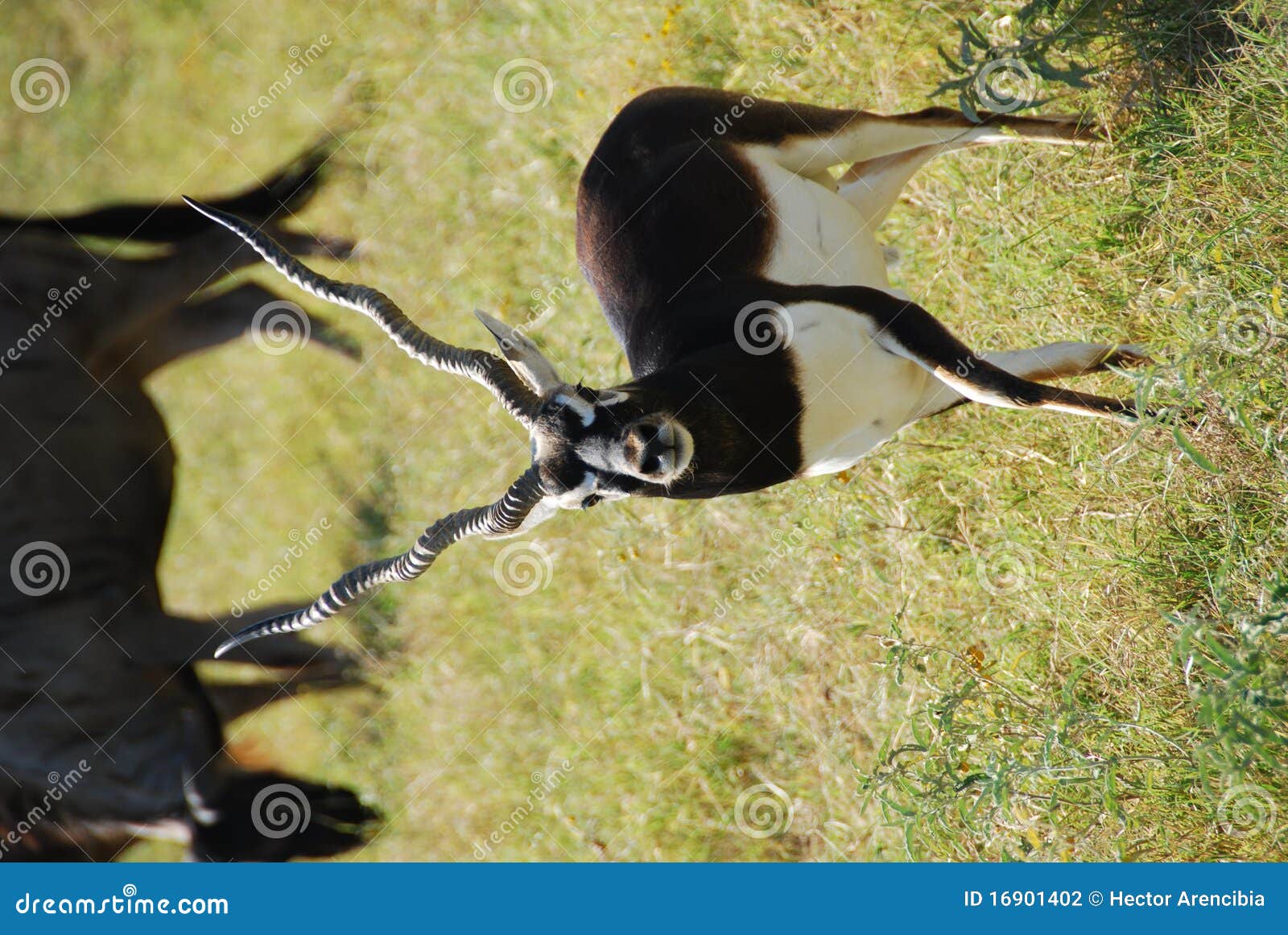 blackbuck antelope (antilope cervicapra)