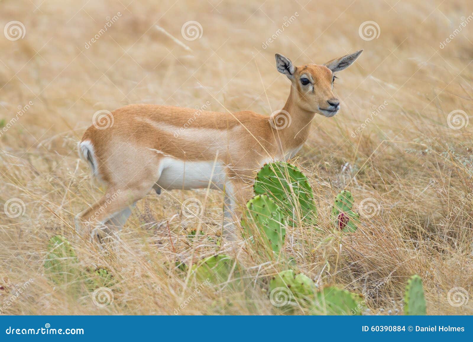 Blackbuck Antelope Calf stock photo. Image of nature - 60390884