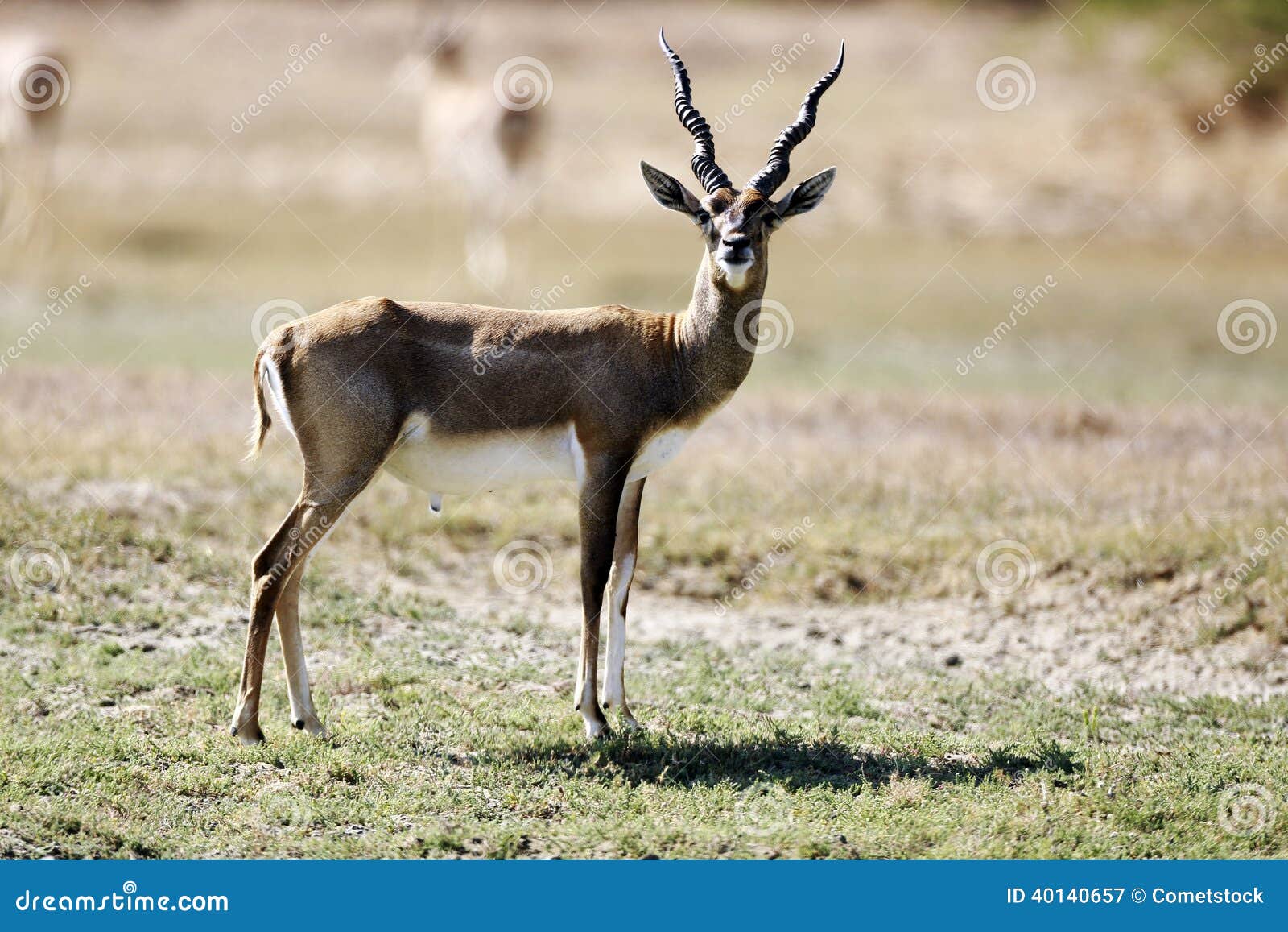 An beautiful Blackbuck is watching something