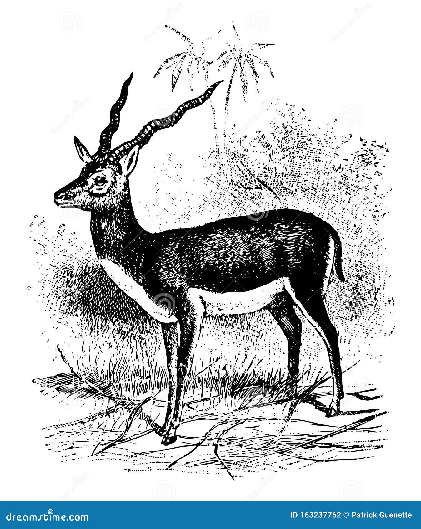 Blackbuck Stock Illustrations – 87 Blackbuck Stock Illustrations, Vectors &  Clipart - Dreamstime