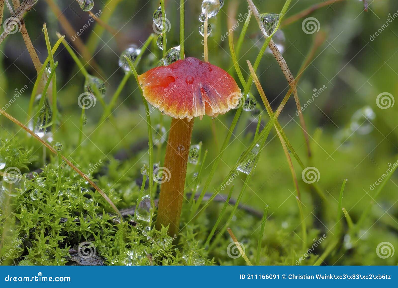 the blackening waxcap hygrocybe conica is an inedible mushroom