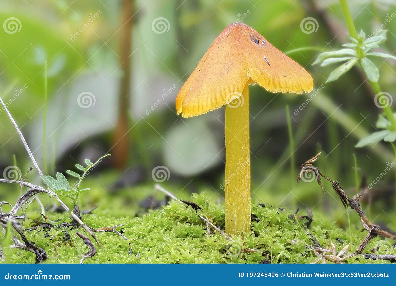 the blackening waxcap hygrocybe conica is an inedible mushroom