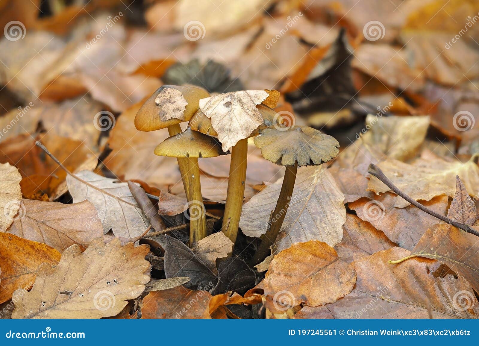 the blackening waxcap hygrocybe conica is an inedible mushroom