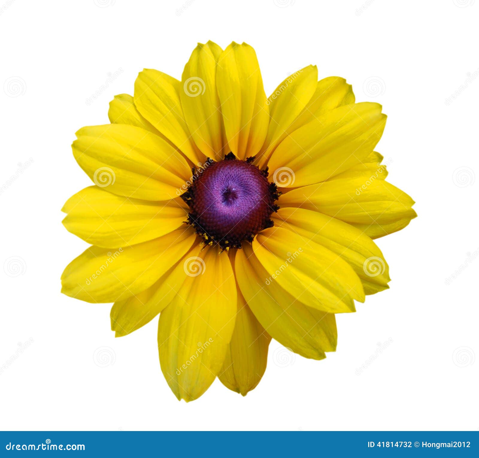 Blackeyed Susan flowers stock photo. Image of growth - 41814732