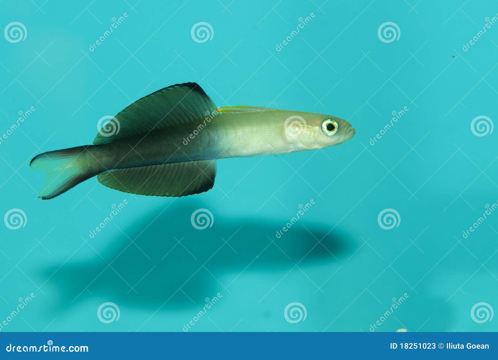 Blackfin Dartfish (Ptereleotris Evides) Stock Image Image of reef