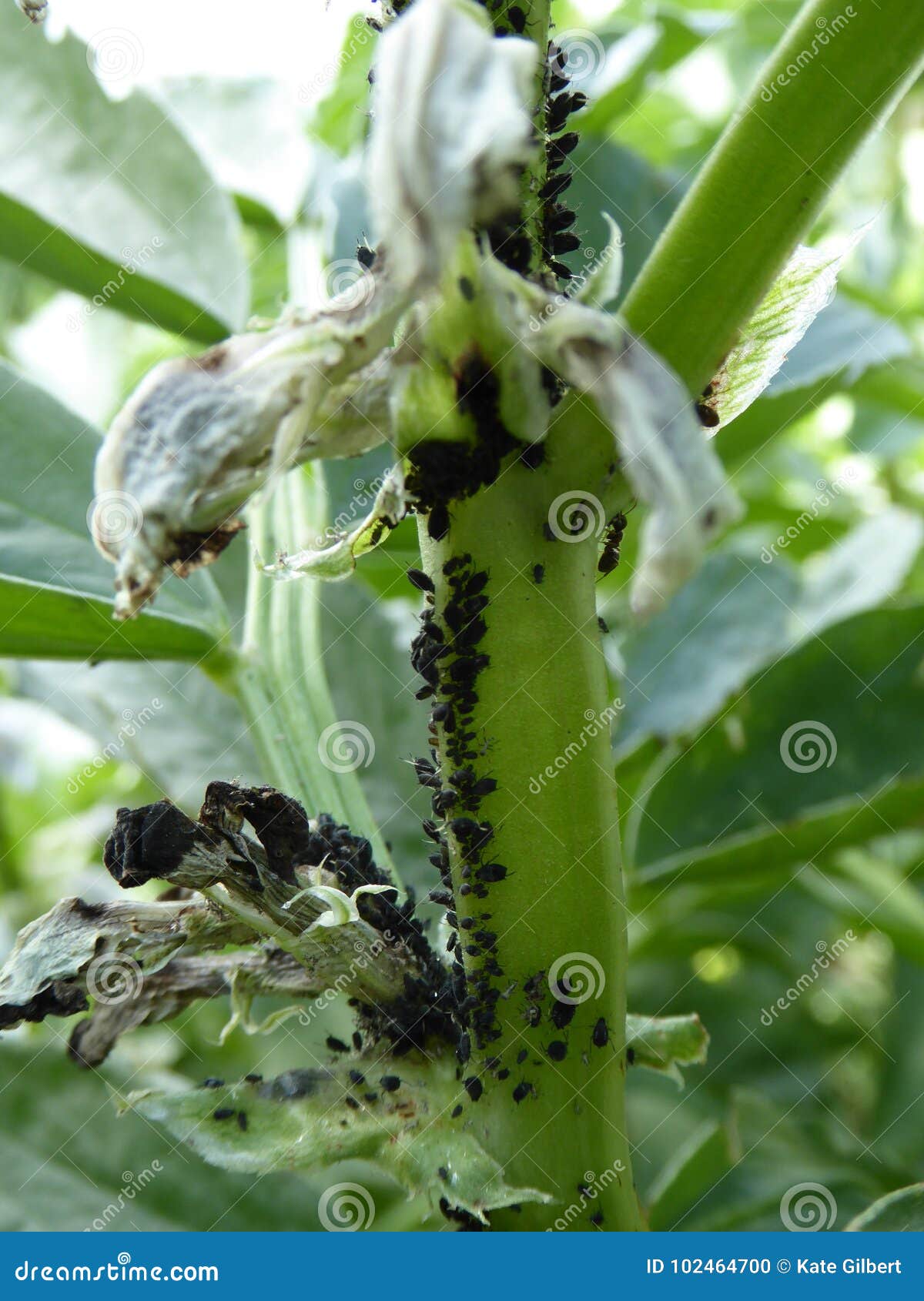 Blackfly on Broad Bean Plant Stock Photo Image of aphid, gardening