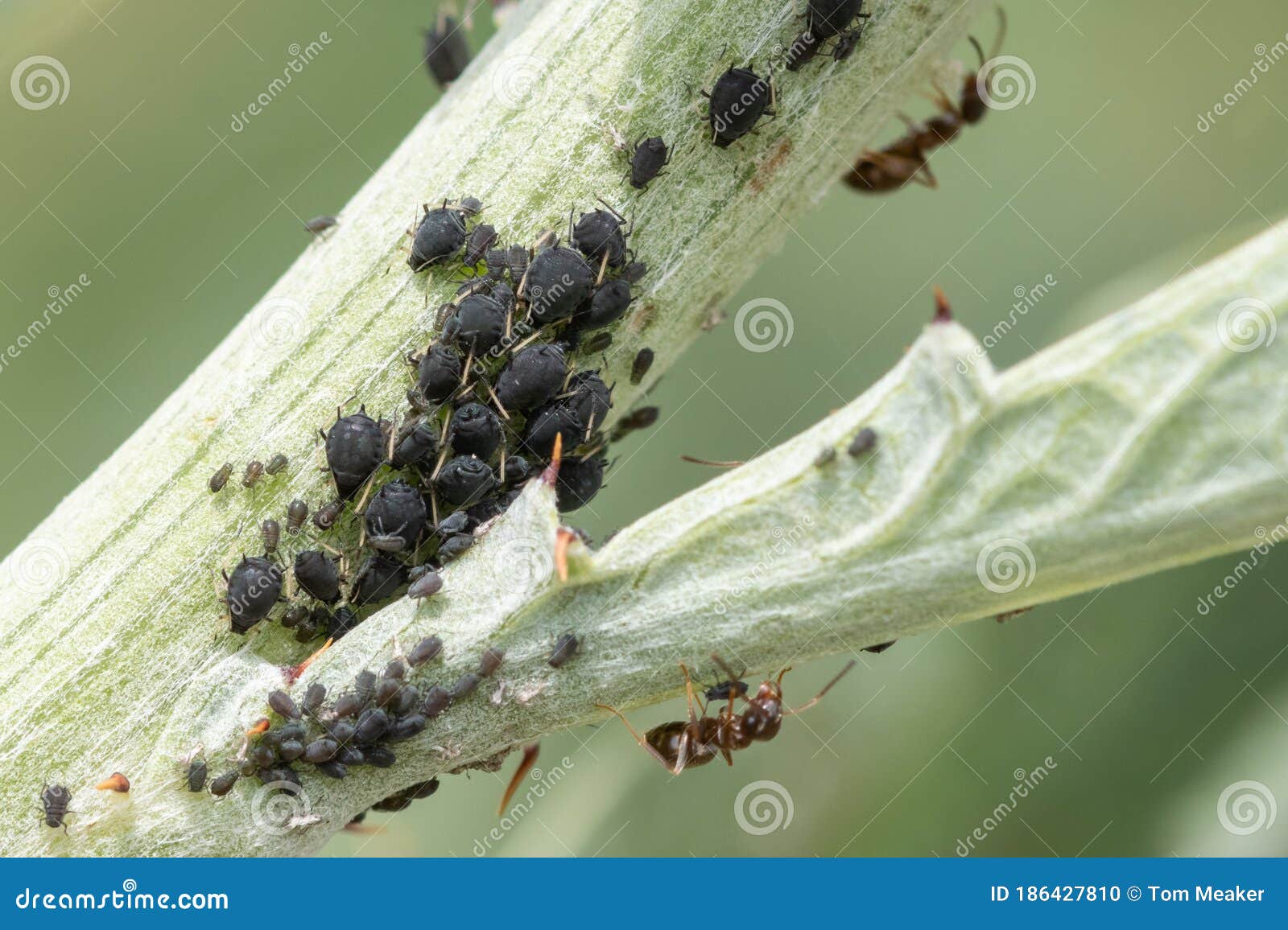Blackfly infestation stock photo. Image of plant, color 186427810