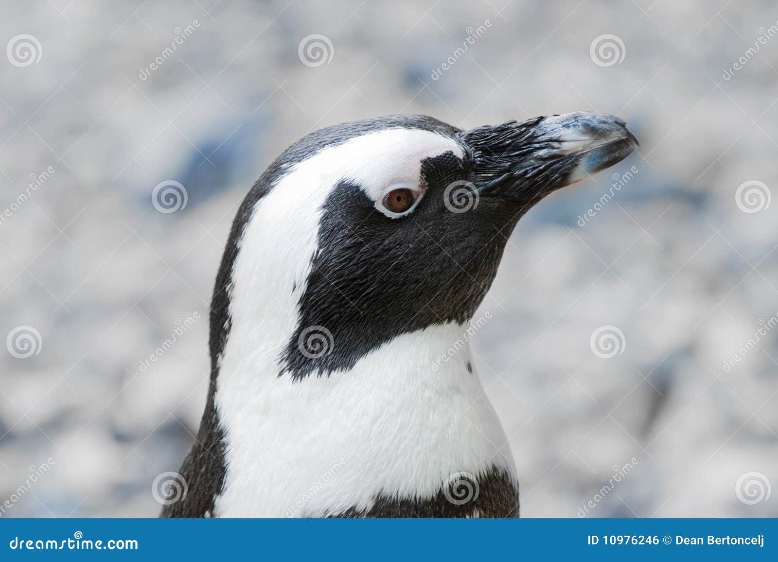 blackfoot penguin