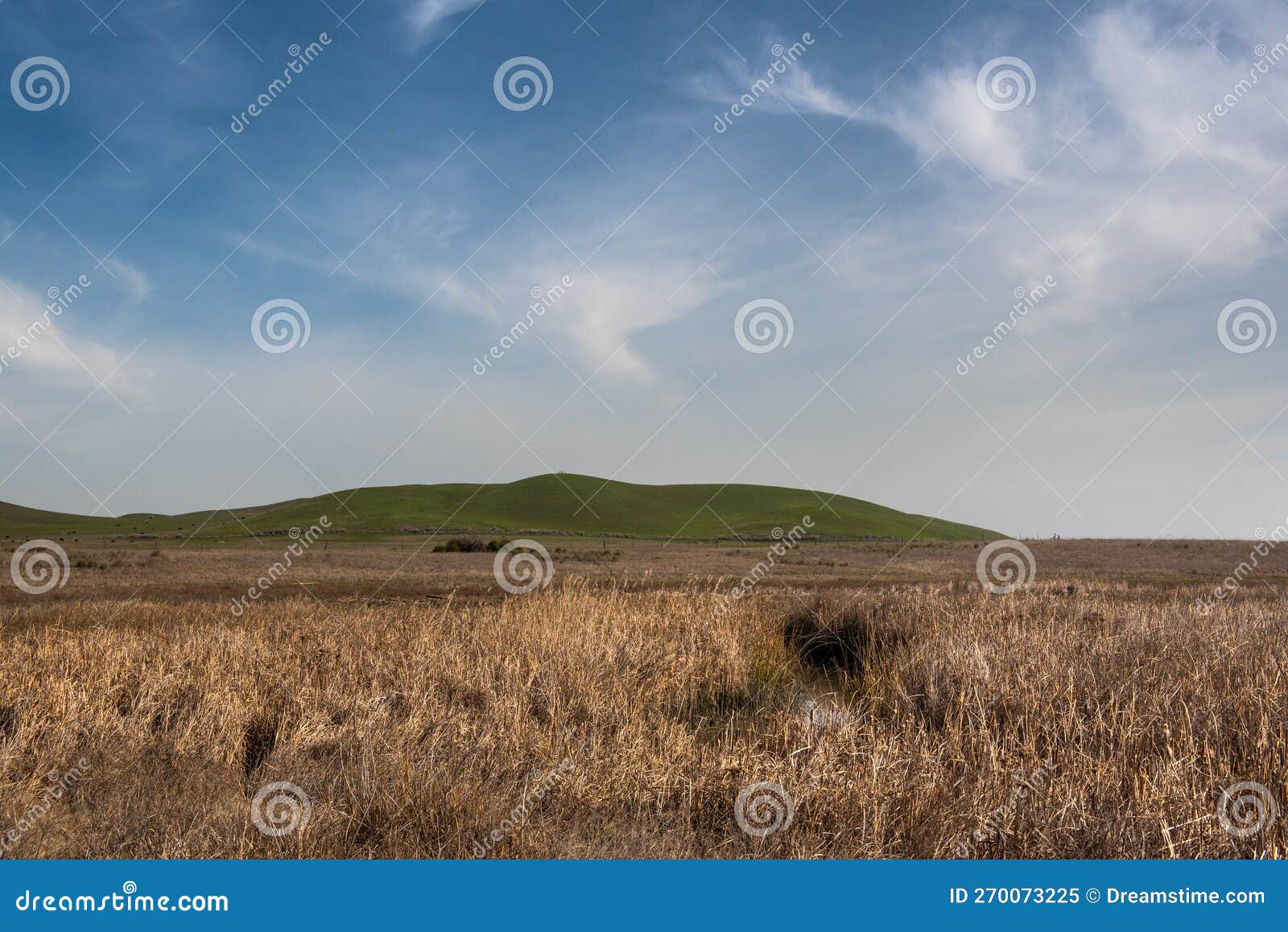 blackish marsh at rush ranch open space