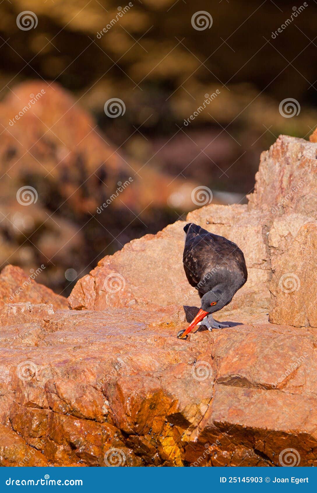 Blackish Oystercatcher on a Rock Stock Image Image of devouring