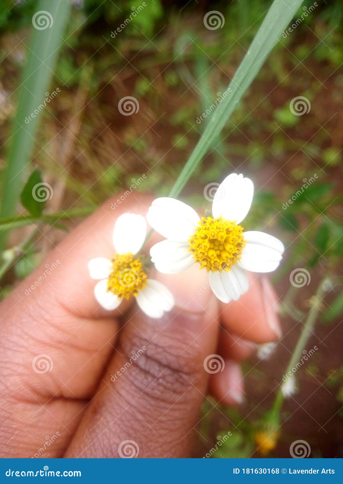 Blackjack flower stock photo. Image of white, flower 181630168