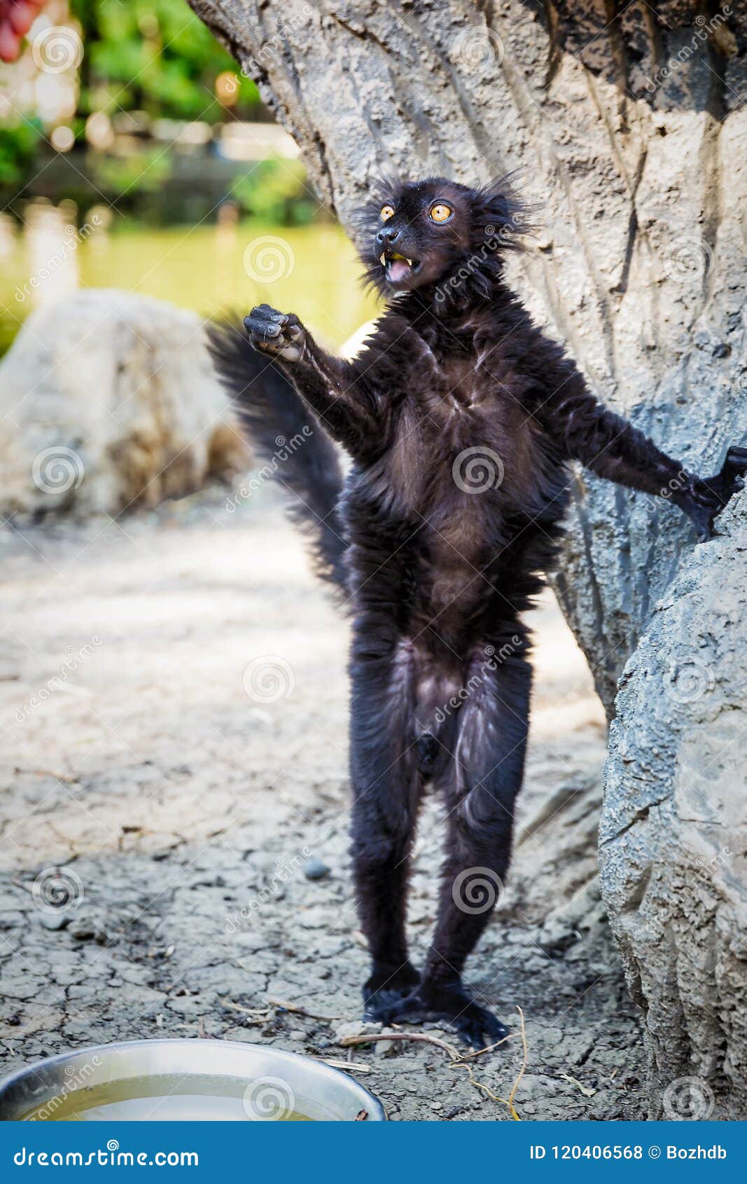 black lemur `eulemur macaco` in safari-park