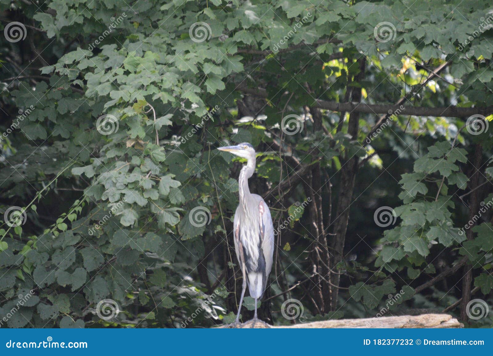 Blacklick waterbird Ohio stock photo. Image of green 182377232