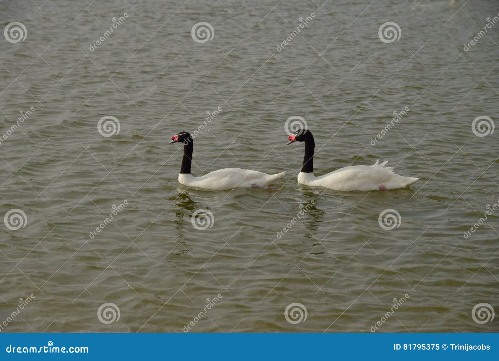 blacknecked swans at al qudra lakes, dubai