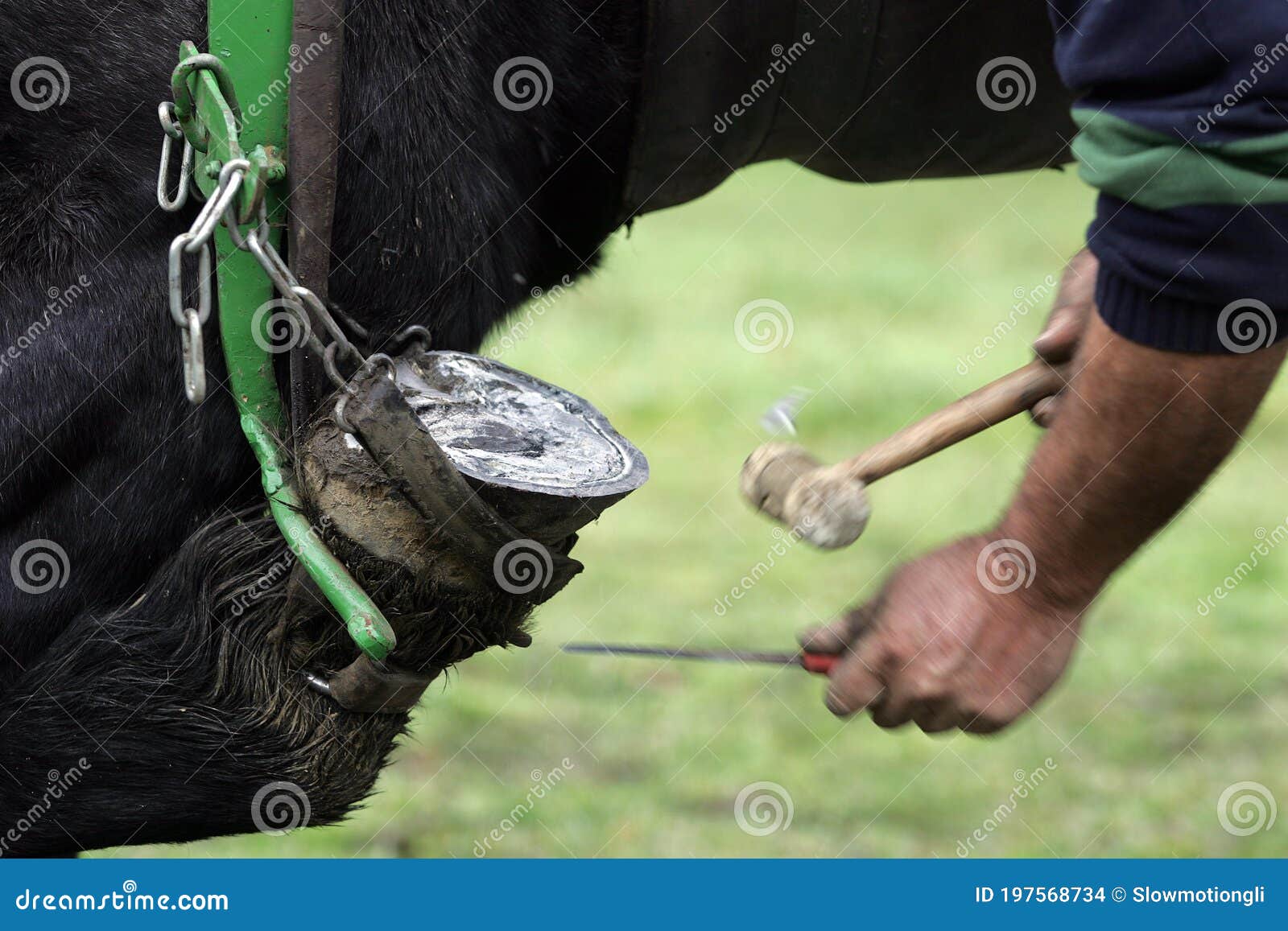 Blacksmith Shoeing Draft Horse Stock Photo Image of model, person