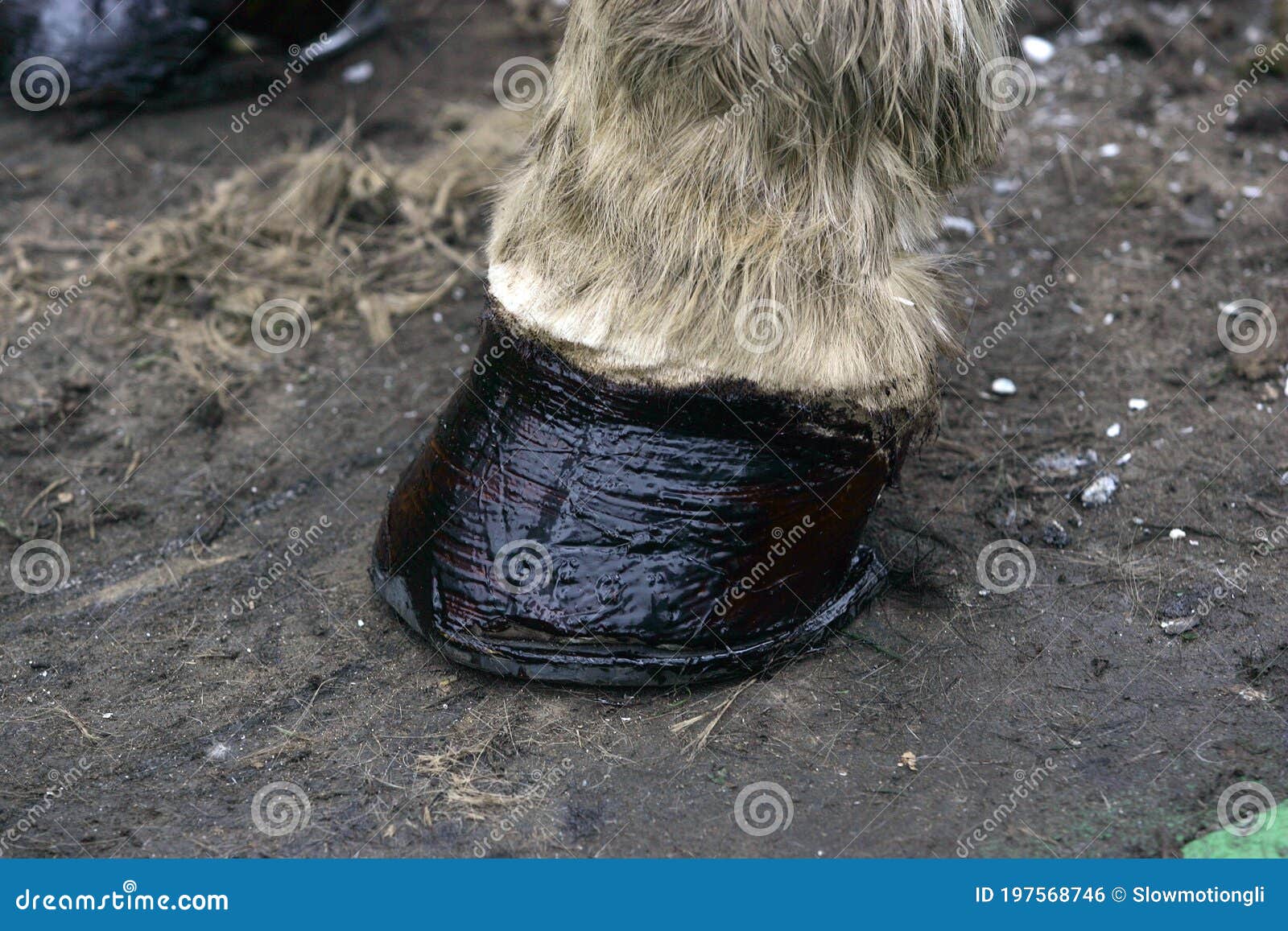 Blacksmith Shoeing Draft Horse Stock Photo Image of foot, herbivore