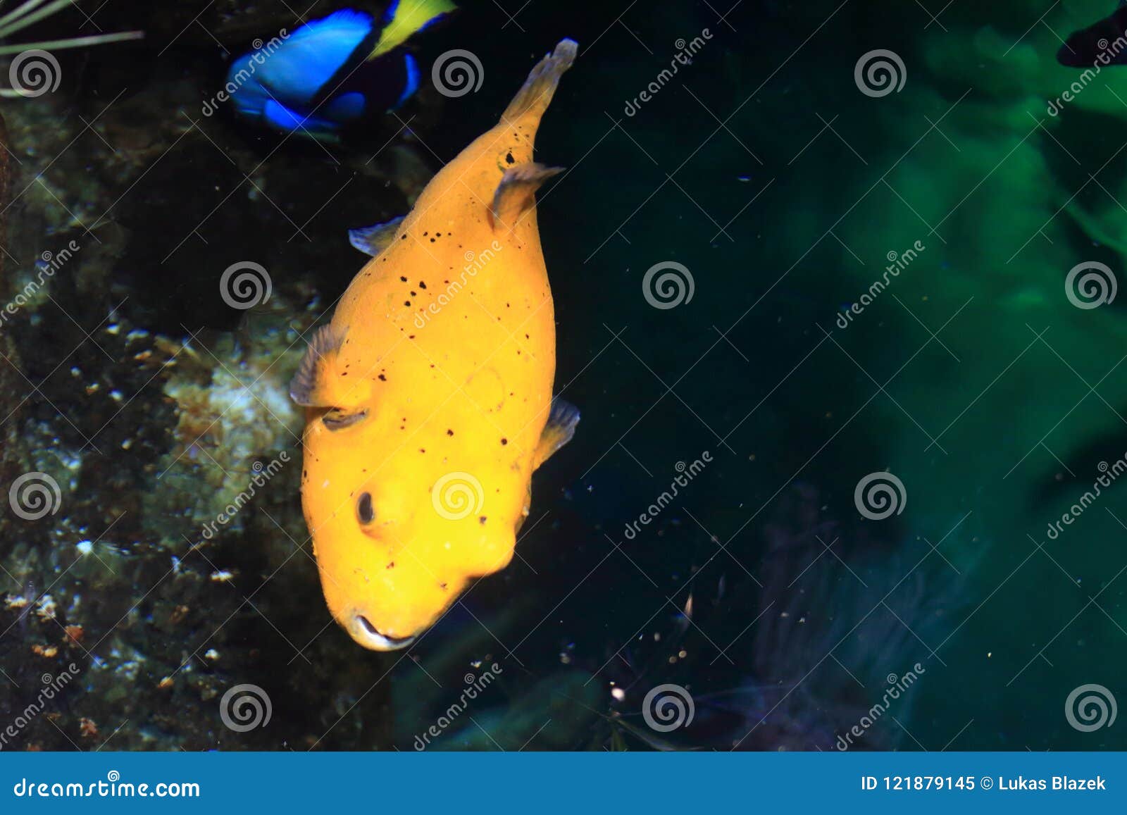 Blackspotted puffer stock image. Image of arothron, puffer - 121879145