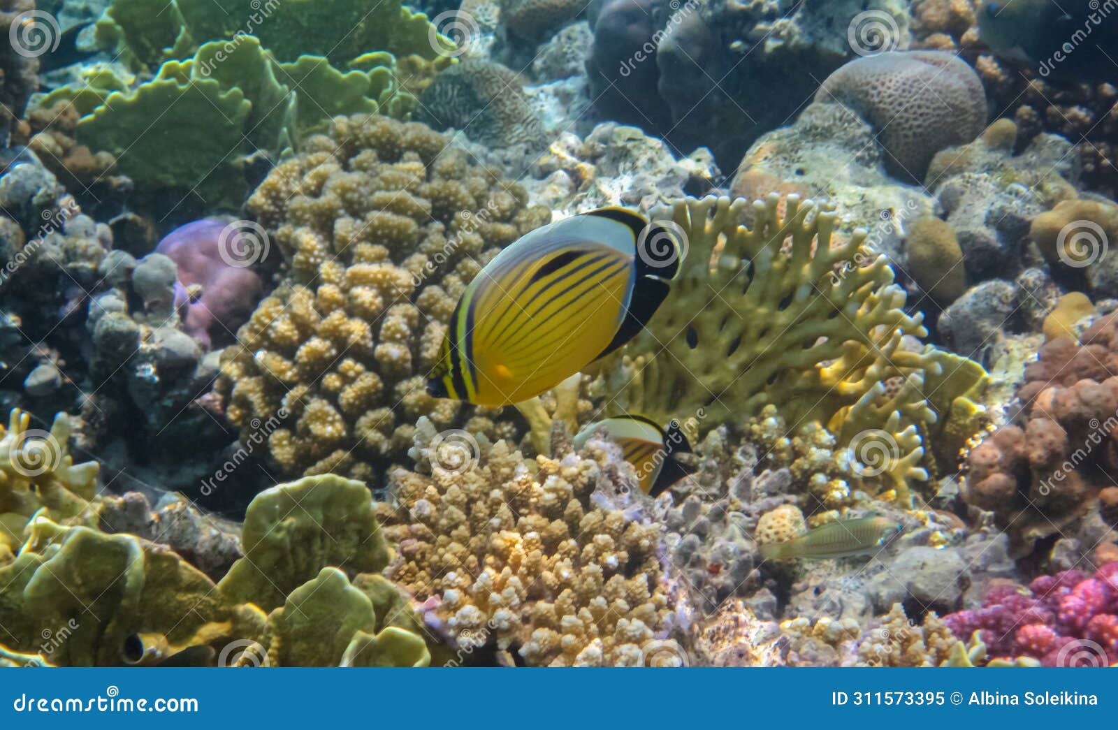 blacktail butterflyfish or exquisite butterflyfish (chaetodon austriacus) undersea with beautiful colorful reef.