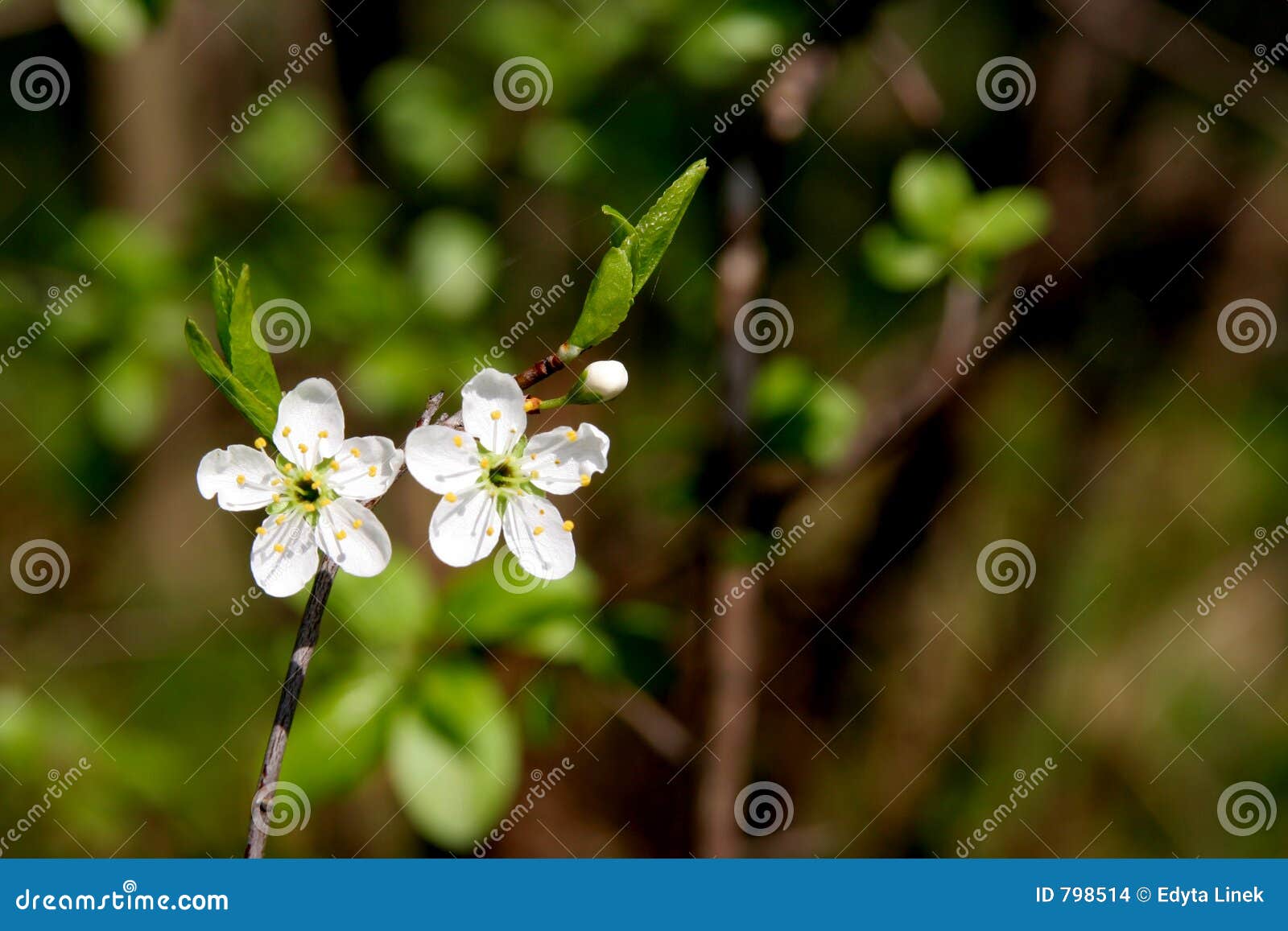 blackthorn