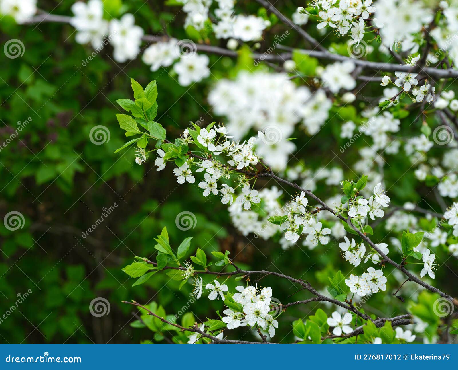 A Blackthorn Tree in Bloom with White Flowers. Springtime Stock Photo