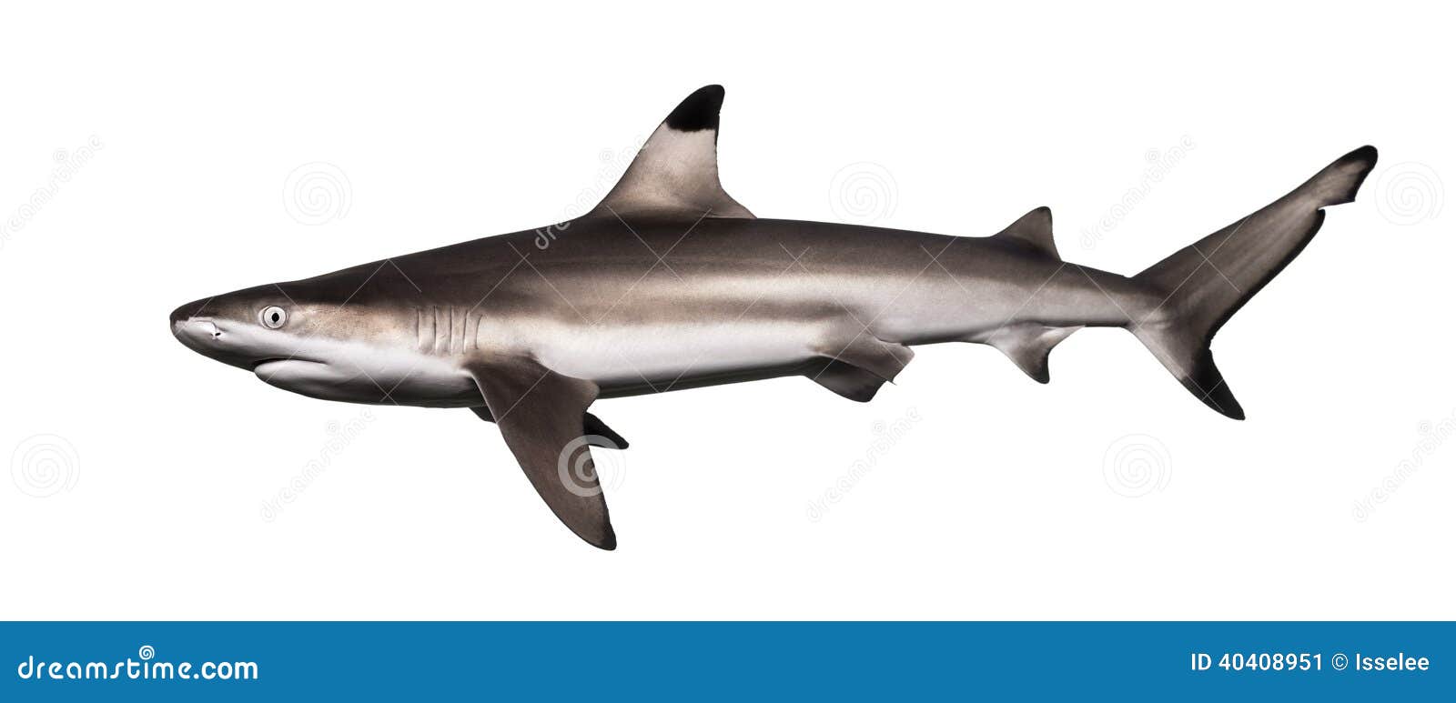 Blacktip礁石鲨鱼的侧视图，真鲨属melanopterus 库存图片- 图片包括有工作室, 查出: 40408951