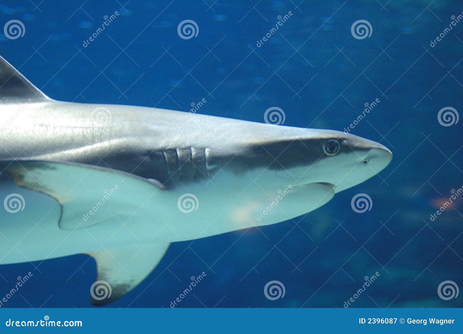 blacktip reef shark