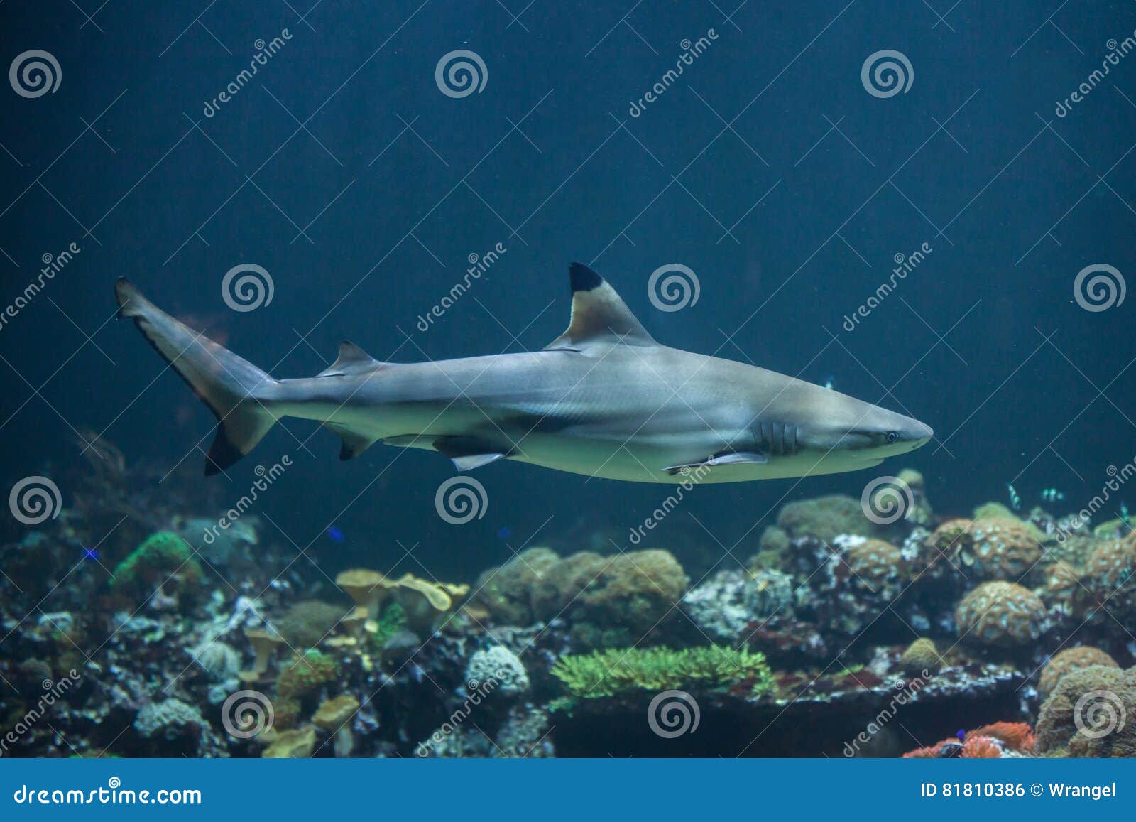 blacktip reef shark carcharhinus melanopterus