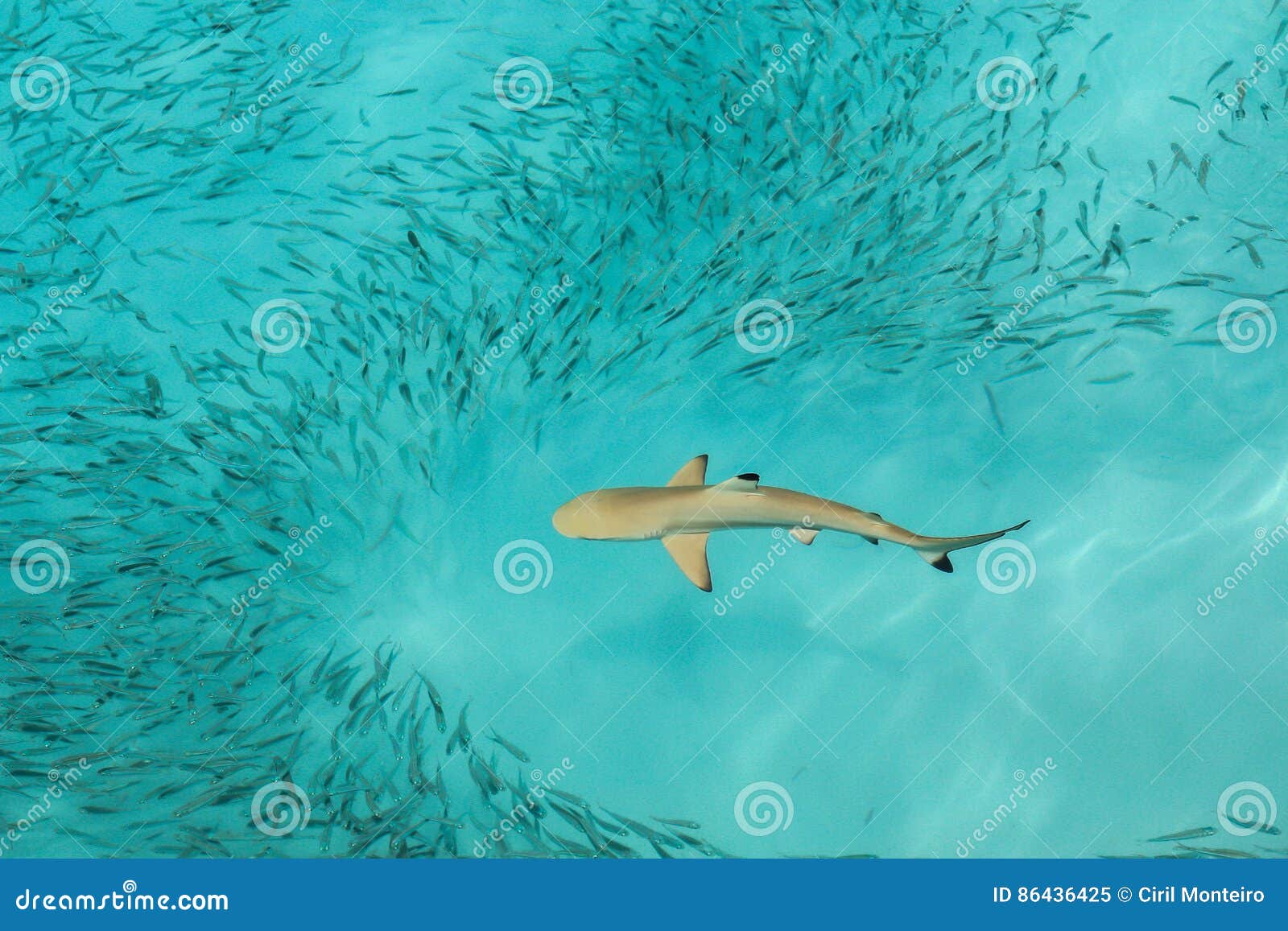 Black Tip Reef Shark in Maldives Stock Image - Image of blacktip