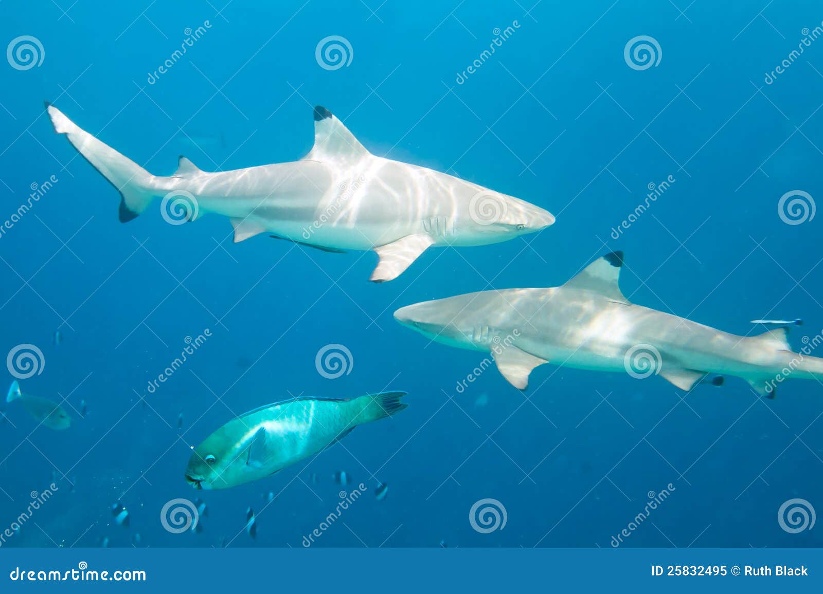 Blacktip reef sharks stock image. Image of blacktip, underwater - 25832495