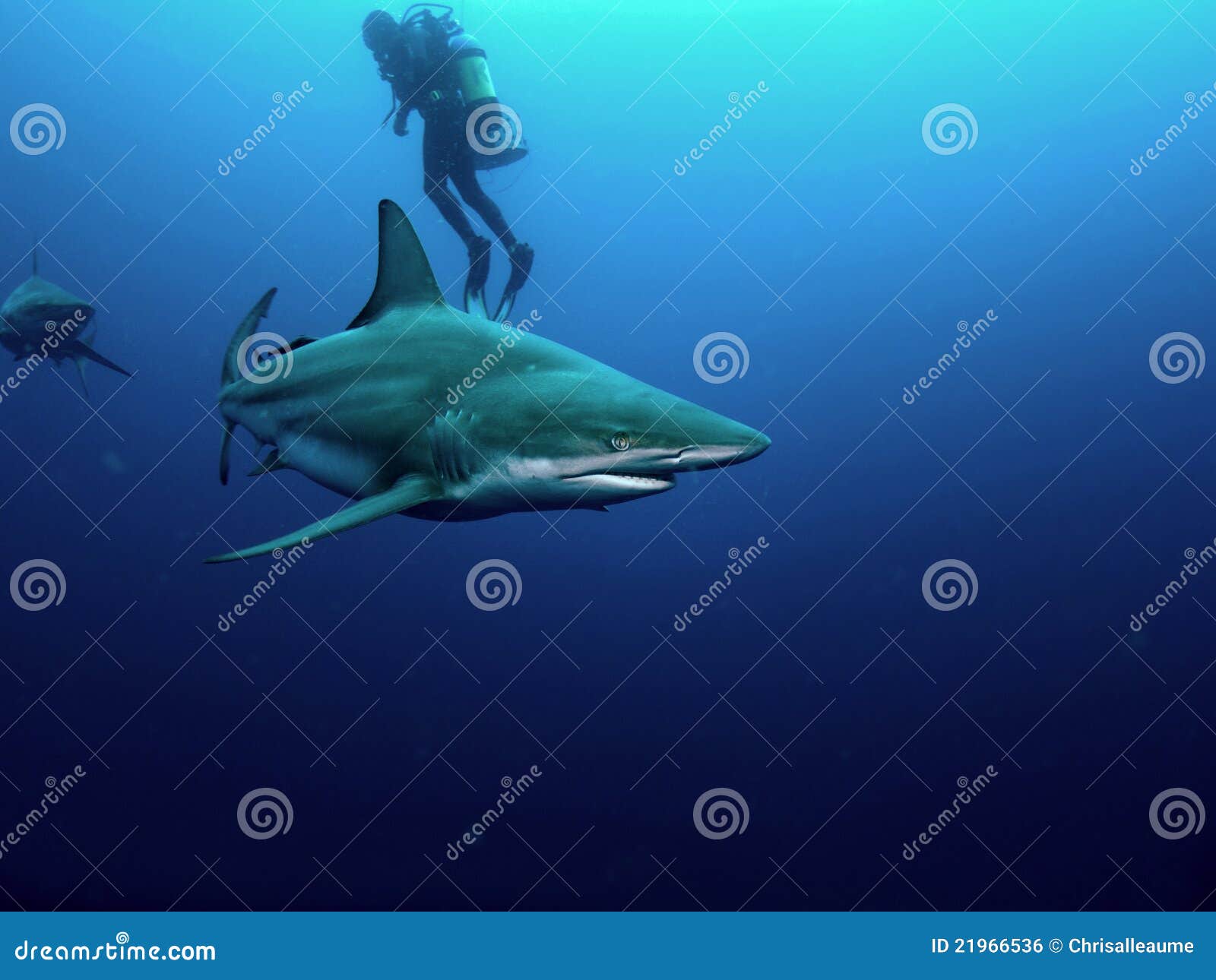 blacktip shark and bull shark